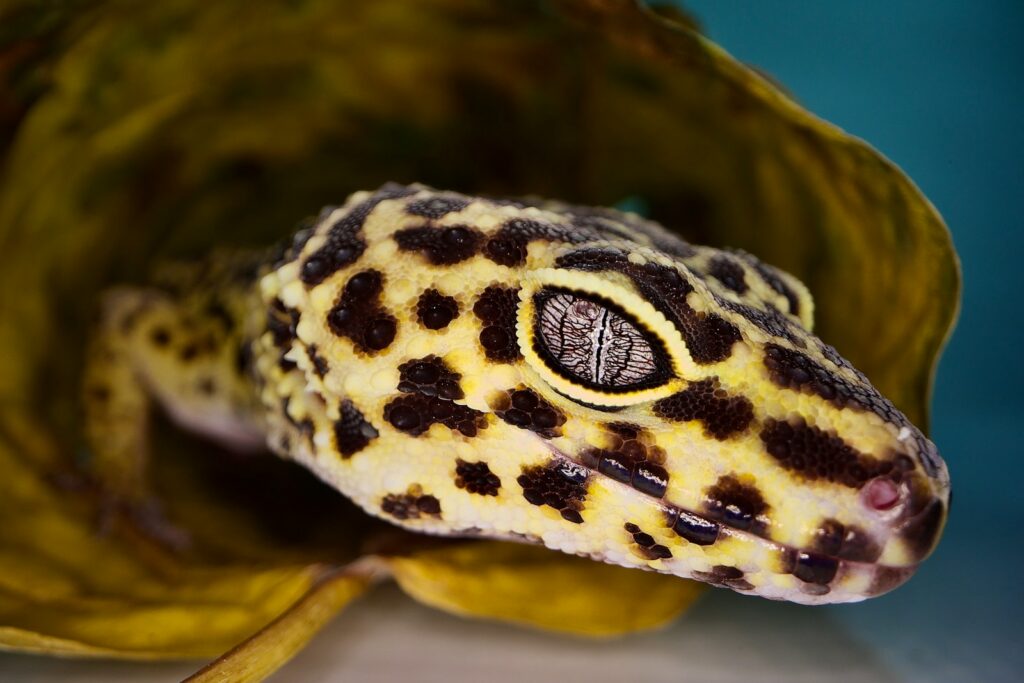 a close up of a leopard gecko on a plant