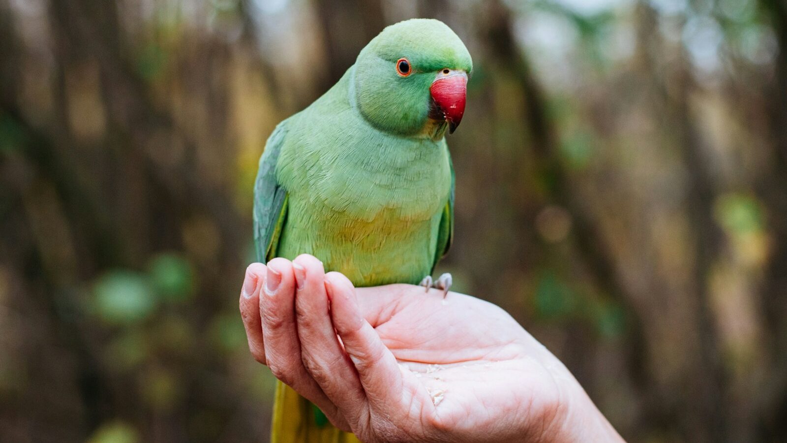 A green Rose-ringed Parakeet with a red beak sitting on a person's open hand.