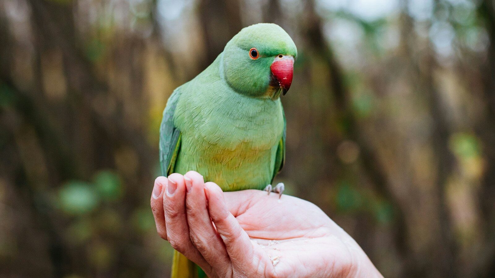 A vibrant green parakeet with a red beak sitting on a person's open palm.