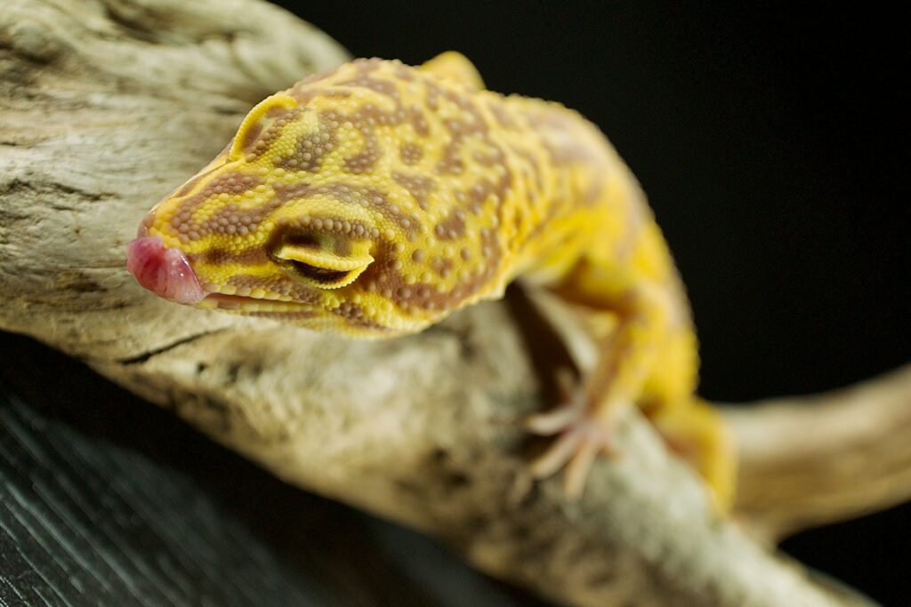 a yellow and brown gecko sitting on top of a tree branch