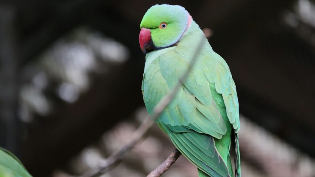 A vibrant green Indian Ringneck Parakeet with a red beak and a faint rose-colored ring around its neck perched on a branch.