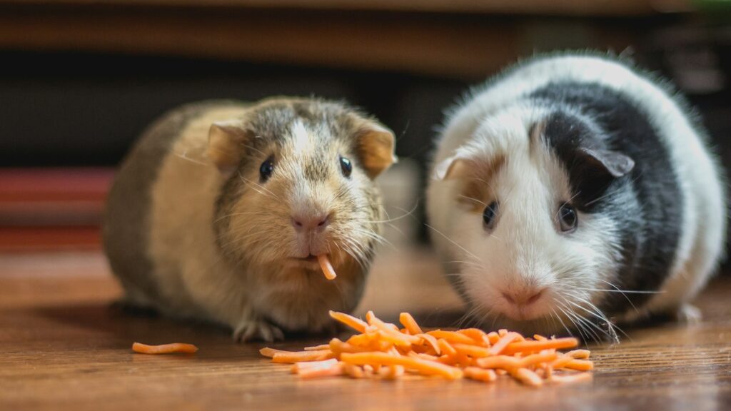 Two adorable guinea pigs eating shredded carrots on a wooden floor.
