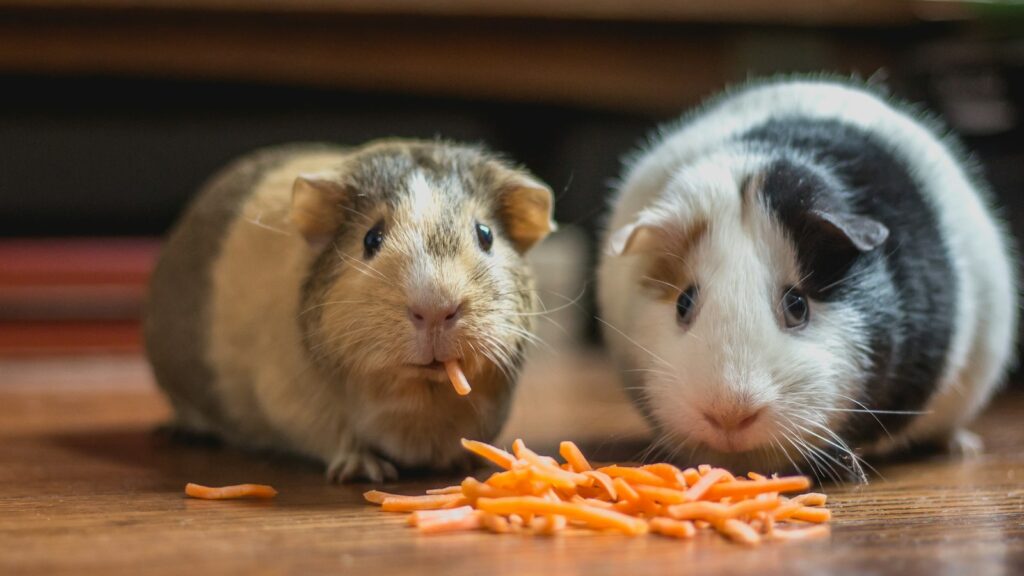 Two guinea pigs eating shredded carrots on a wooden floor.