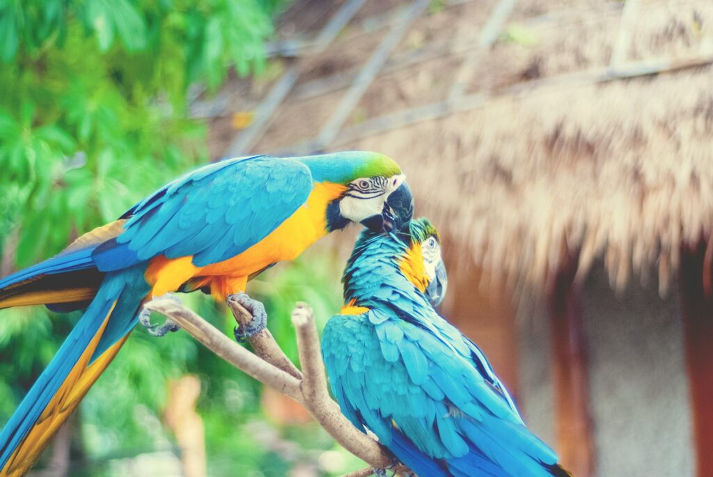blue yellow and green macaw on brown tree branch