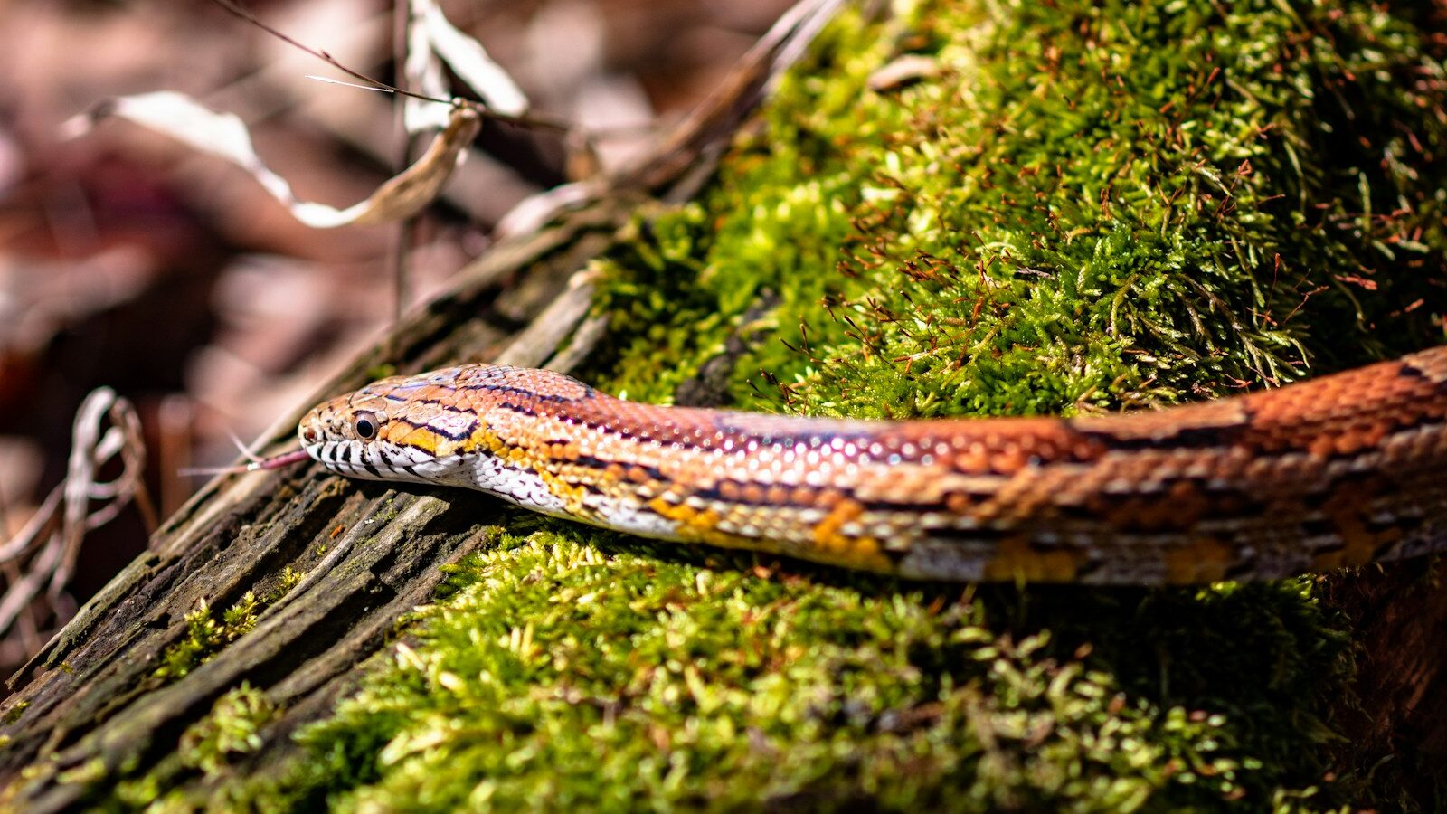 close-up of brown corn snake