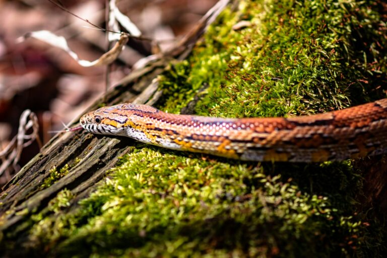 Corn Snakes and Conservation: What You Need to Know