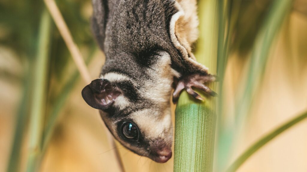 A Sugar Glider clinging upside down to a green stem, showcasing its soft grey and white fur.