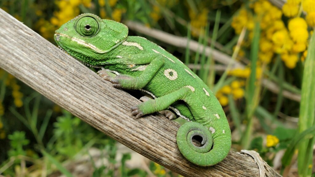 A small, bright green chameleon with distinctive eye turrets perched on a thin branch.