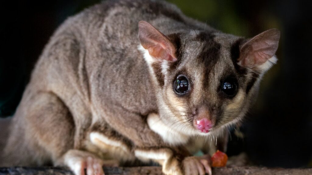 A sugar glider with soft, gray fur, white underbelly, and distinctive facial markings looking forward.