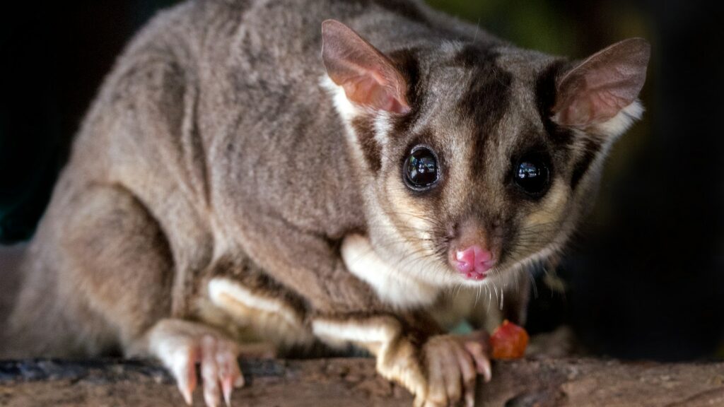 Close-up of a small sugar glider with large eyes and distinctive facial markings.