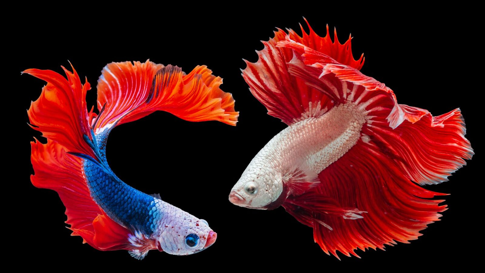 A blue and red betta fish facing a white and red betta fish against a black background.