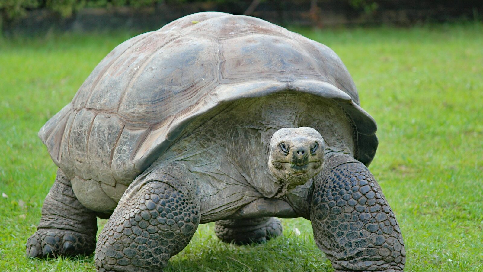 gray and black turtle