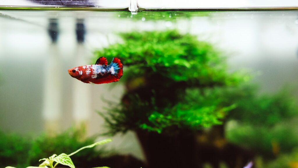 A vibrant Betta fish showcasing its colorful body and flowing fins in a planted tank.