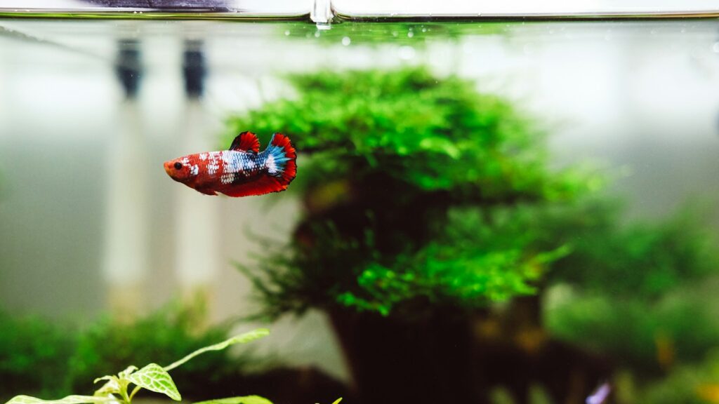 Colorful Betta fish with red, white, and blue markings swimming in a planted aquarium.
