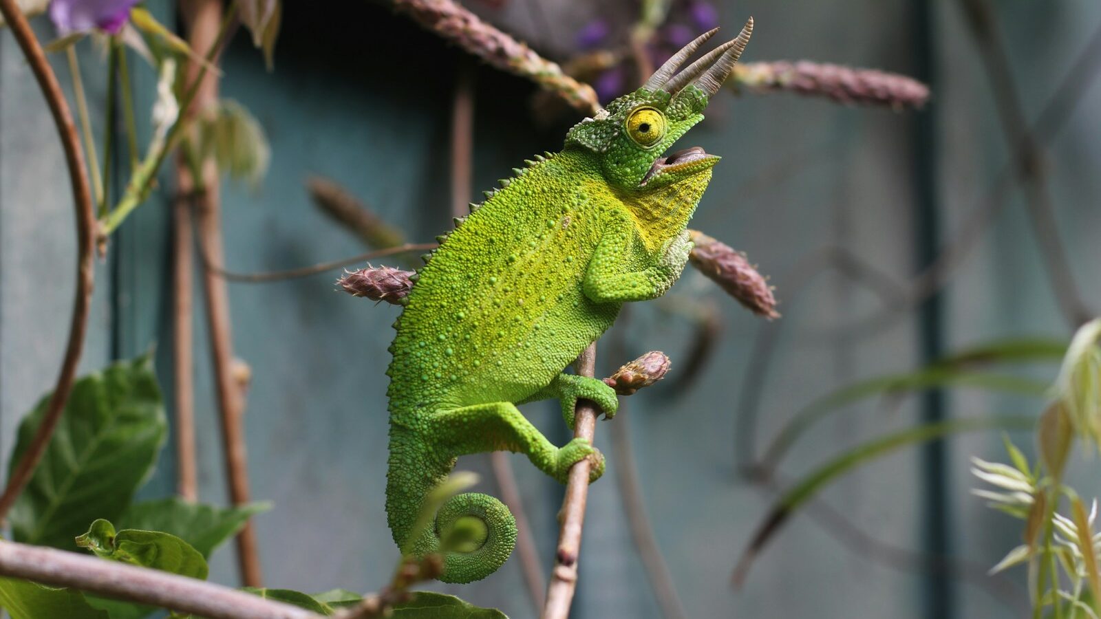 shallow focus photography of chameleon in branch