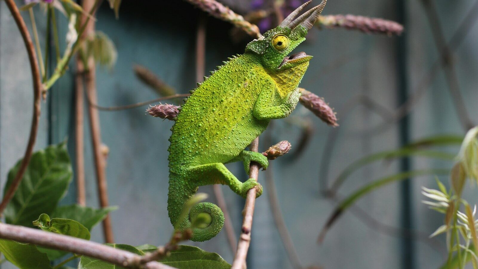 shallow focus photography of chameleon in branch