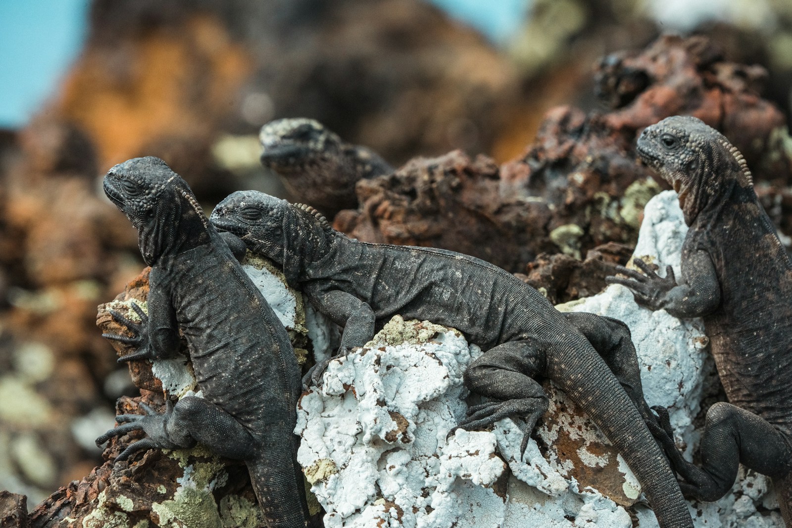 Ecological Importance of Reptiles