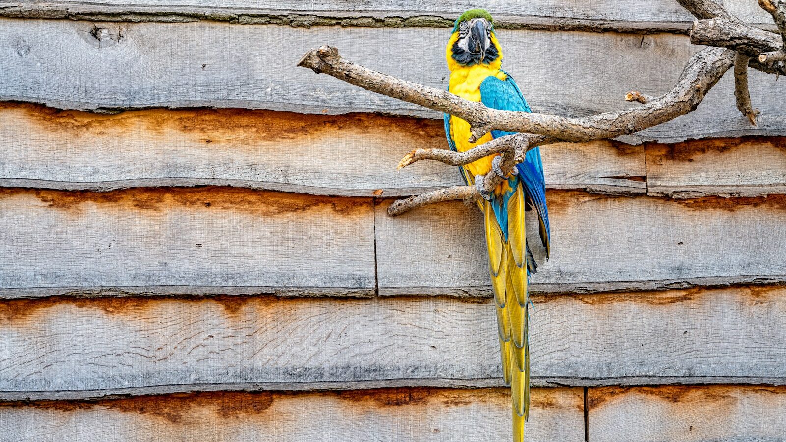 A colorful Blue-and-yellow Macaw with blue wings and tail, and yellow underparts, perched on a wooden branch against a wall.