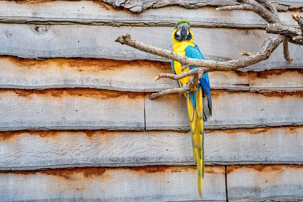 yellow and blue parrot on tree branch
