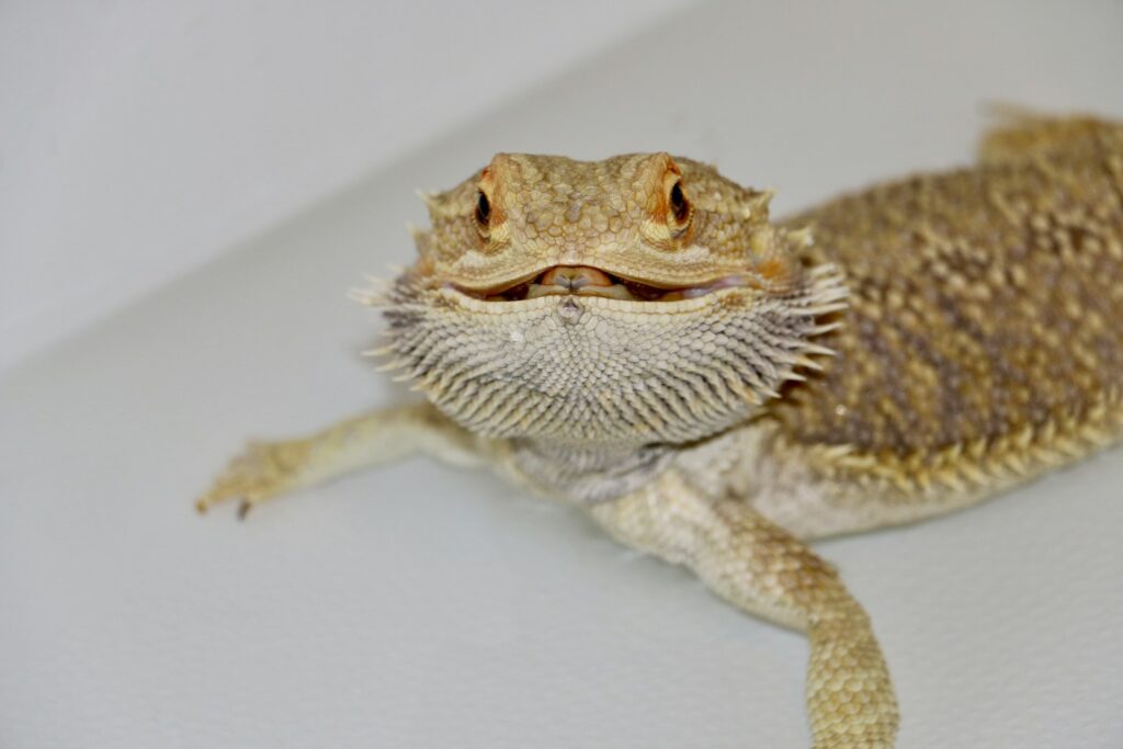 bearded dragon sitting on a white surface