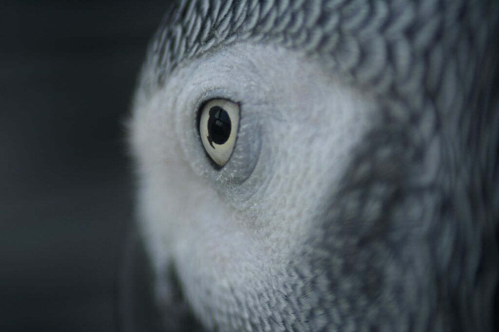 African Grey parrot