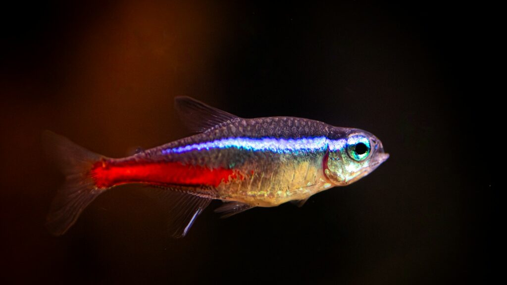 A close-up of a Neon Tetra fish with a vibrant blue stripe and a red stripe, swimming in a dark environment.