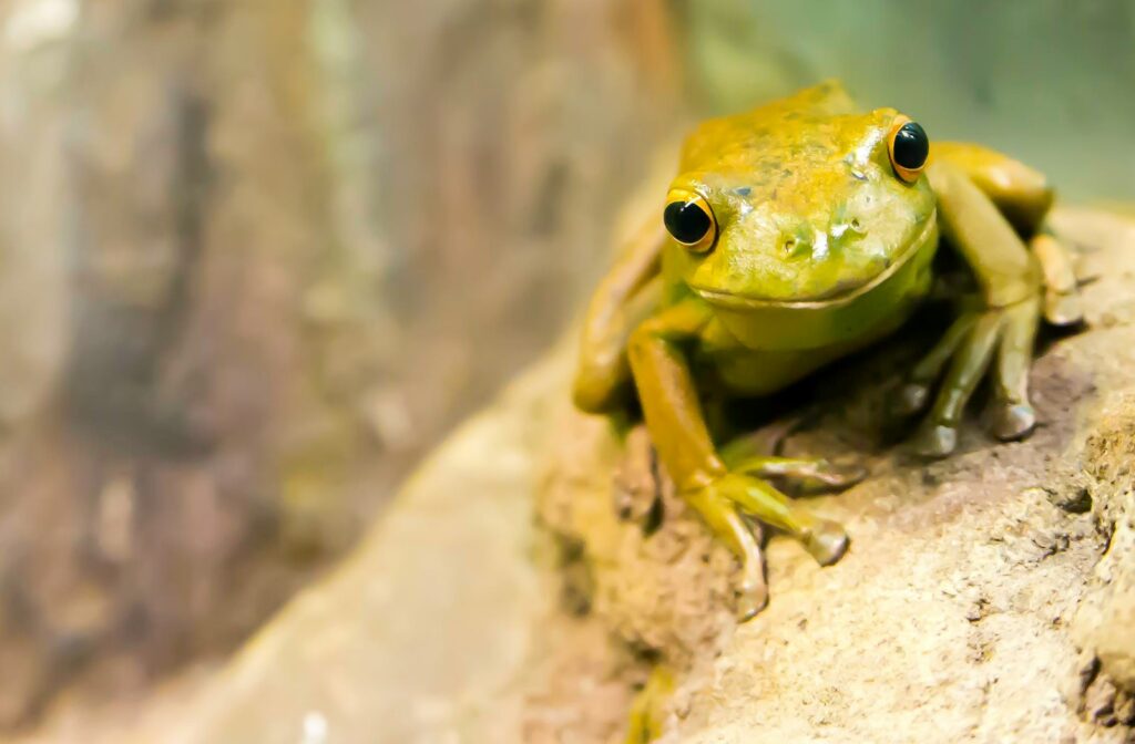 selective focus photography of green frog