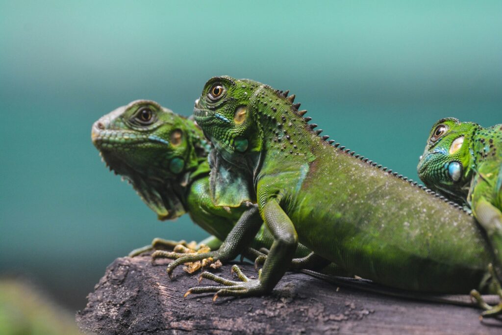 three green bearded dragons