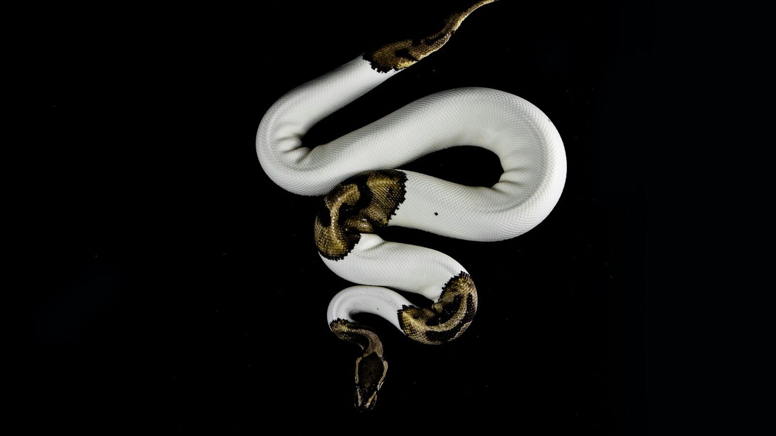 white and brown snake on black background