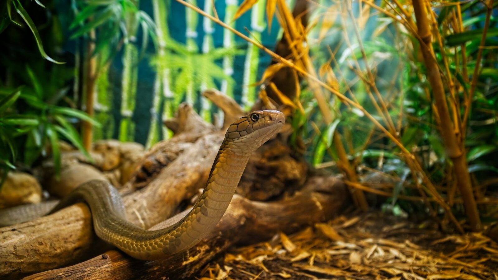 Close-up of a snake in a natural setting, showcasing the intricate patterns of its scales and its alert expression.