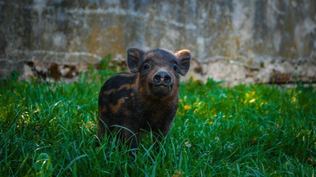 Cute mini pig with dark fur and a curious expression, standing on green grass during daytime.