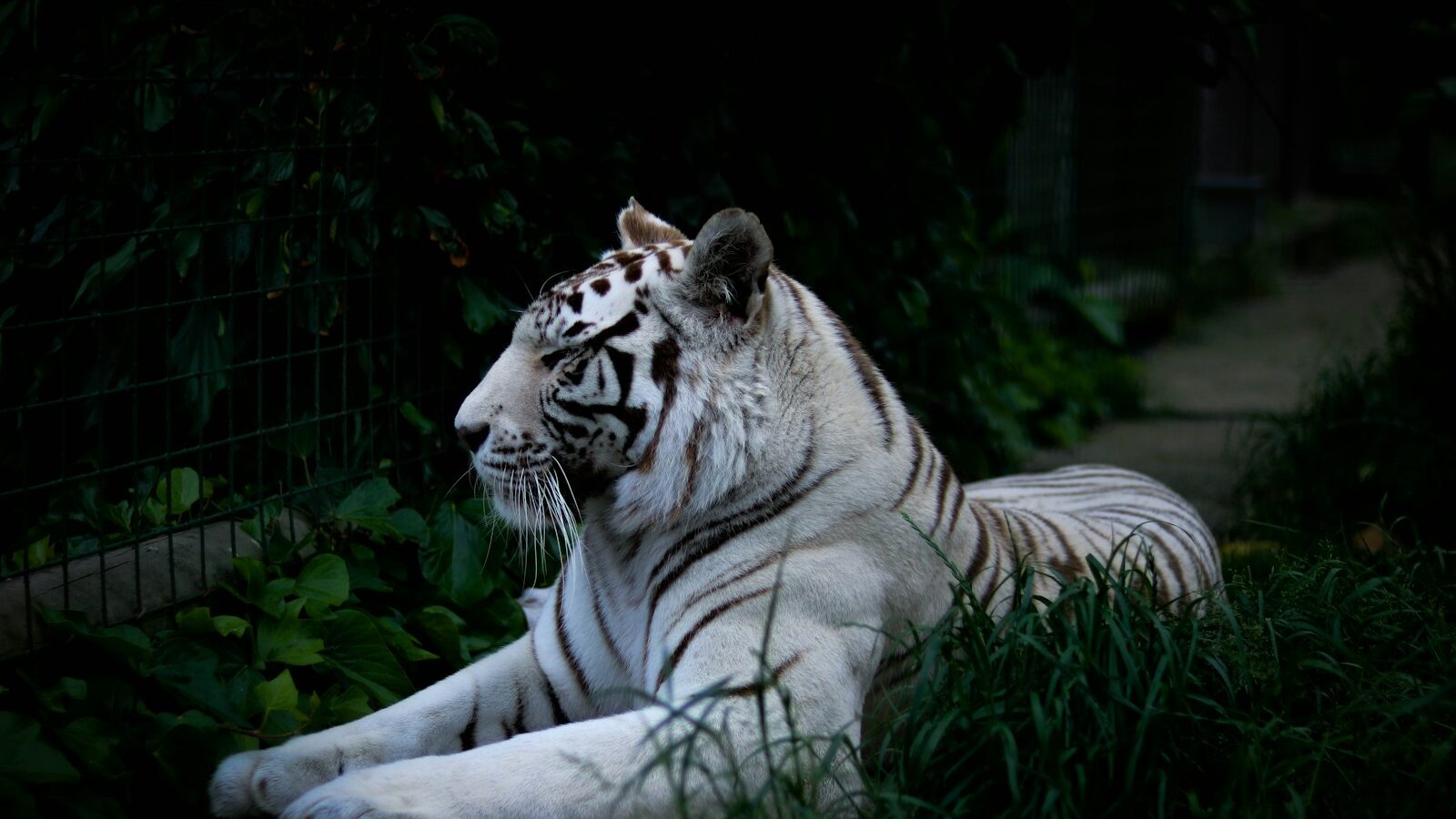 white tiger lying on grass