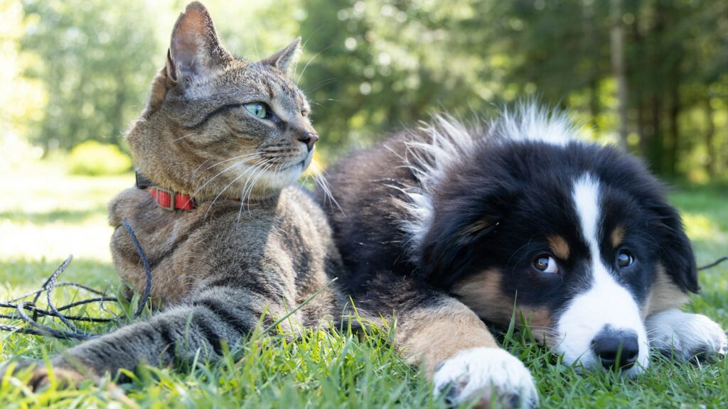 Adorable shot of a dog and a cat lying comfortably together in a natural setting.
