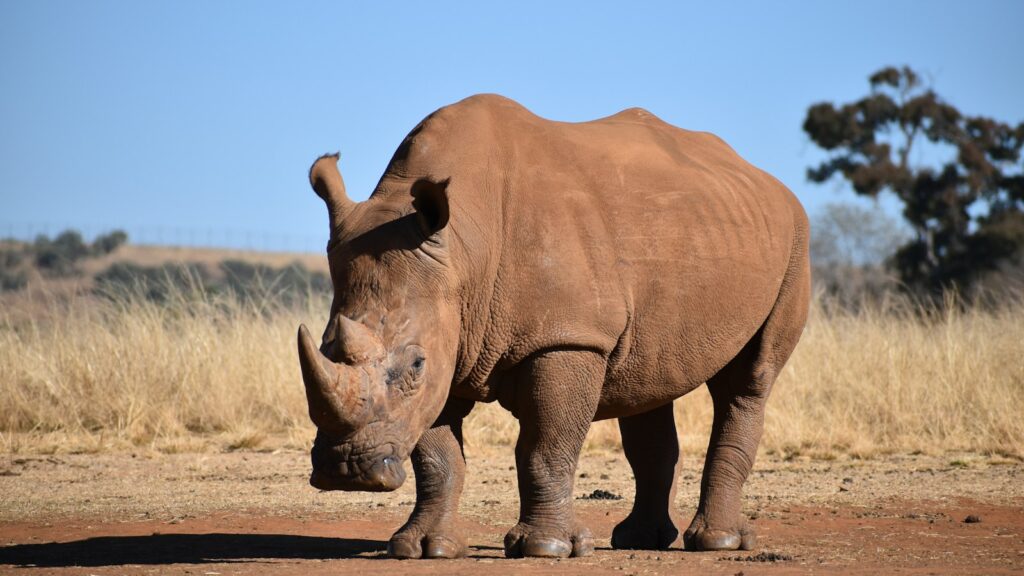 A large, brown rhinoceros with two horns standing in a grassy field under a clear blue sky.