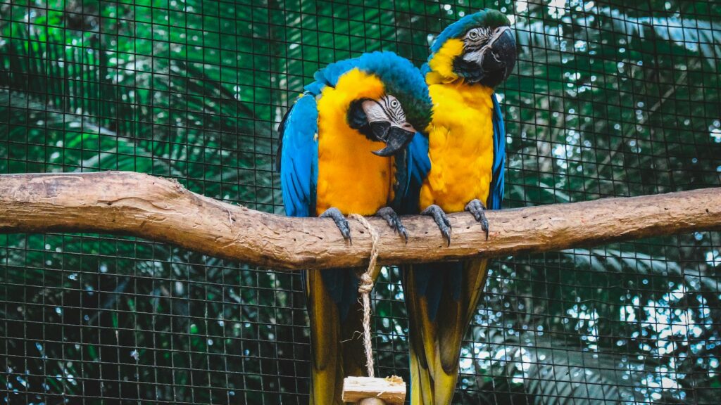 Two blue-and-yellow Macaws perched on tree.
