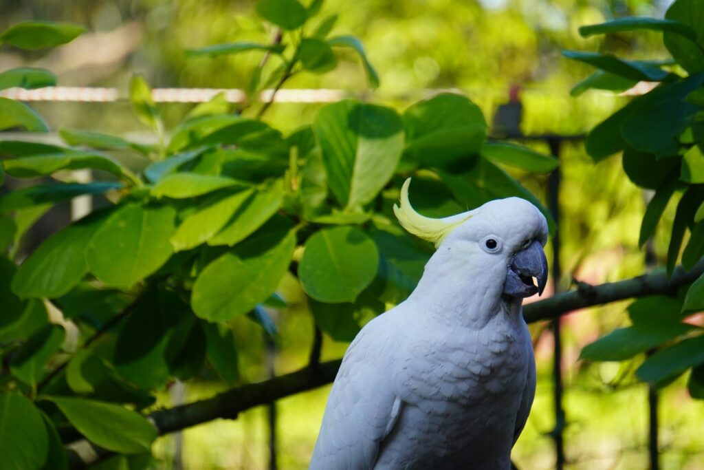 white cockatoo