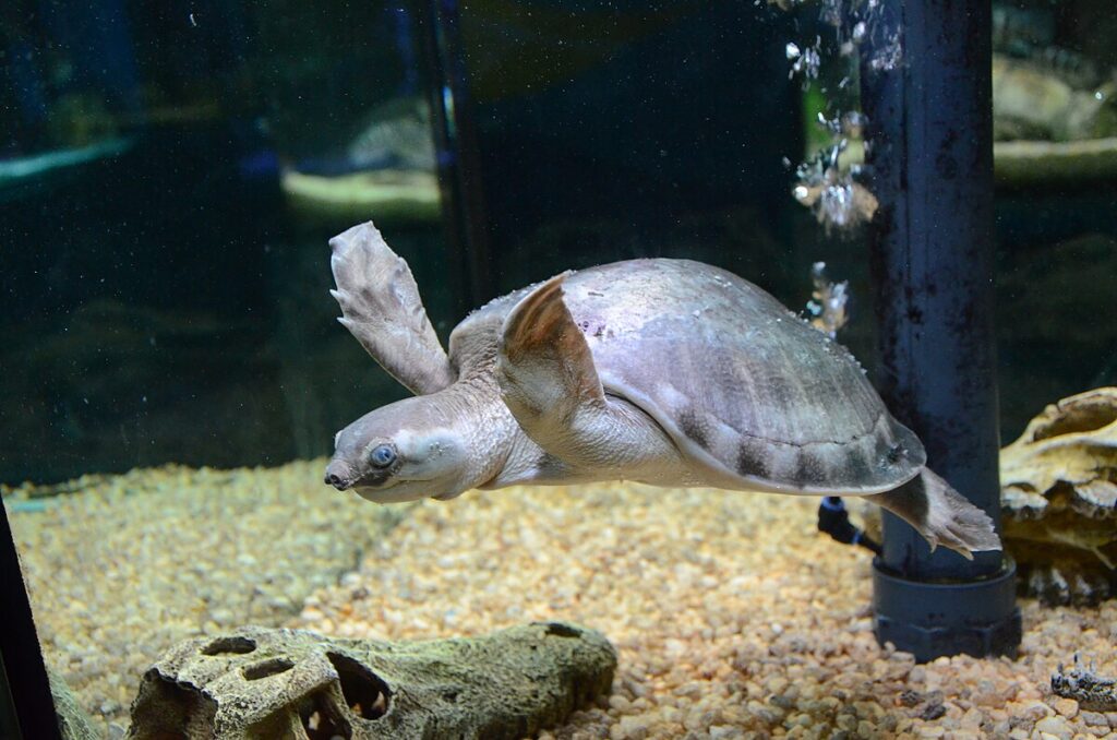 Pig-nosed Turtle