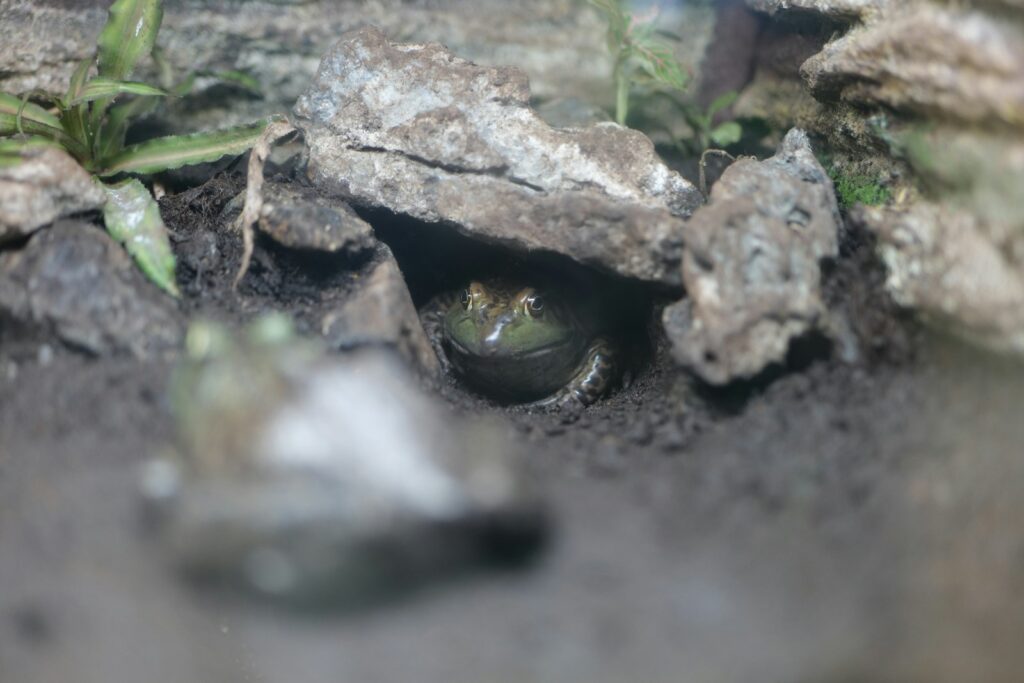 a close up if a frog