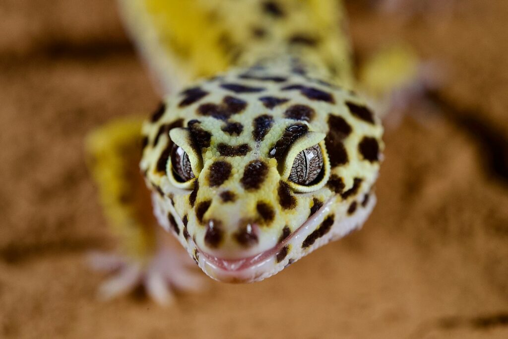 A close up of a leopard gecko
on a bed of sand
