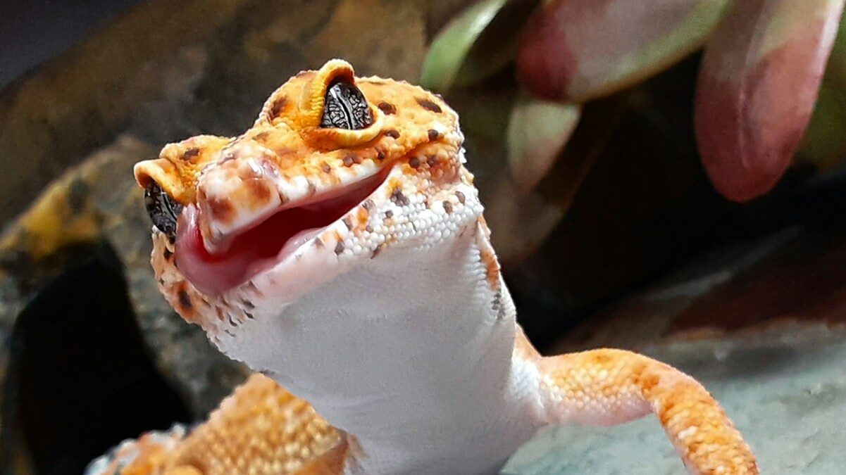 white and brown gecko on gray wooden table