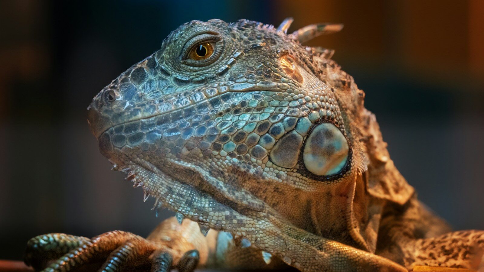 a close up of a lizard on a table
