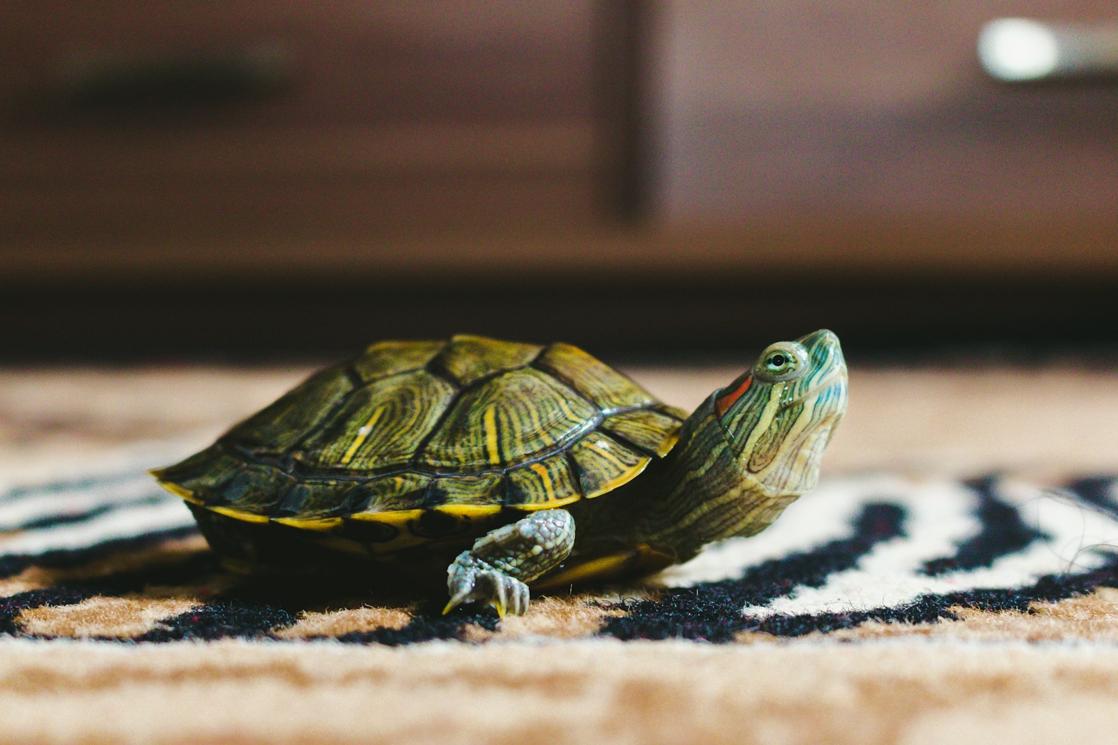 a green and yellow turtle