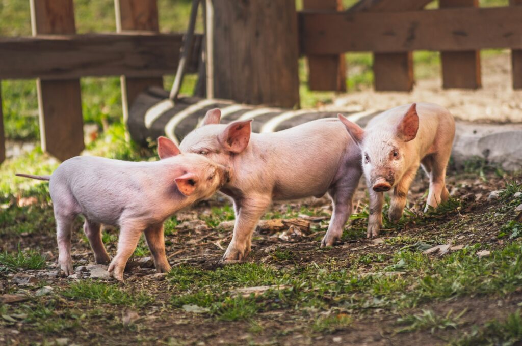 mini pigs on grass