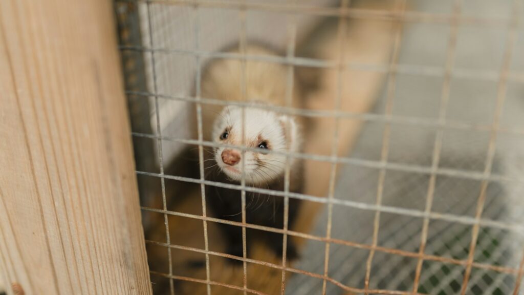 A ferret with a curious expression, showcasing its distinctive markings and slender body, inside a cage.