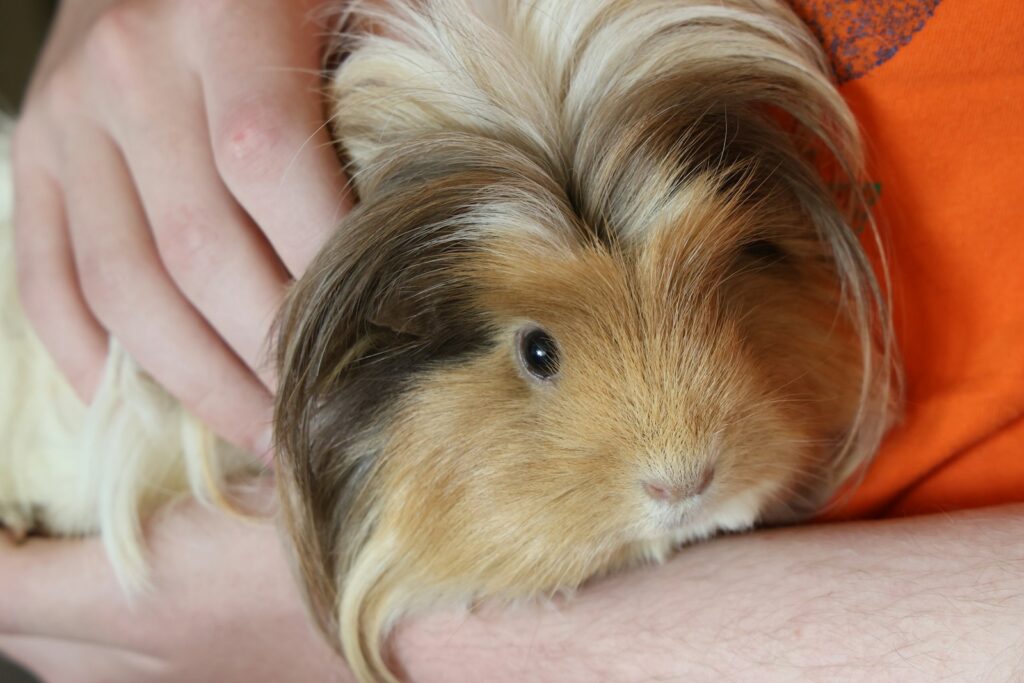 A person holding a small brown and white guinea pig