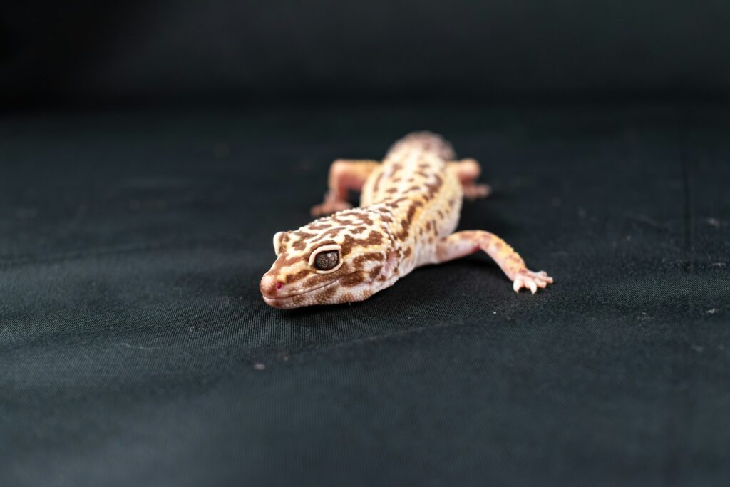 A small leopard gecko sitting on top of a black surface