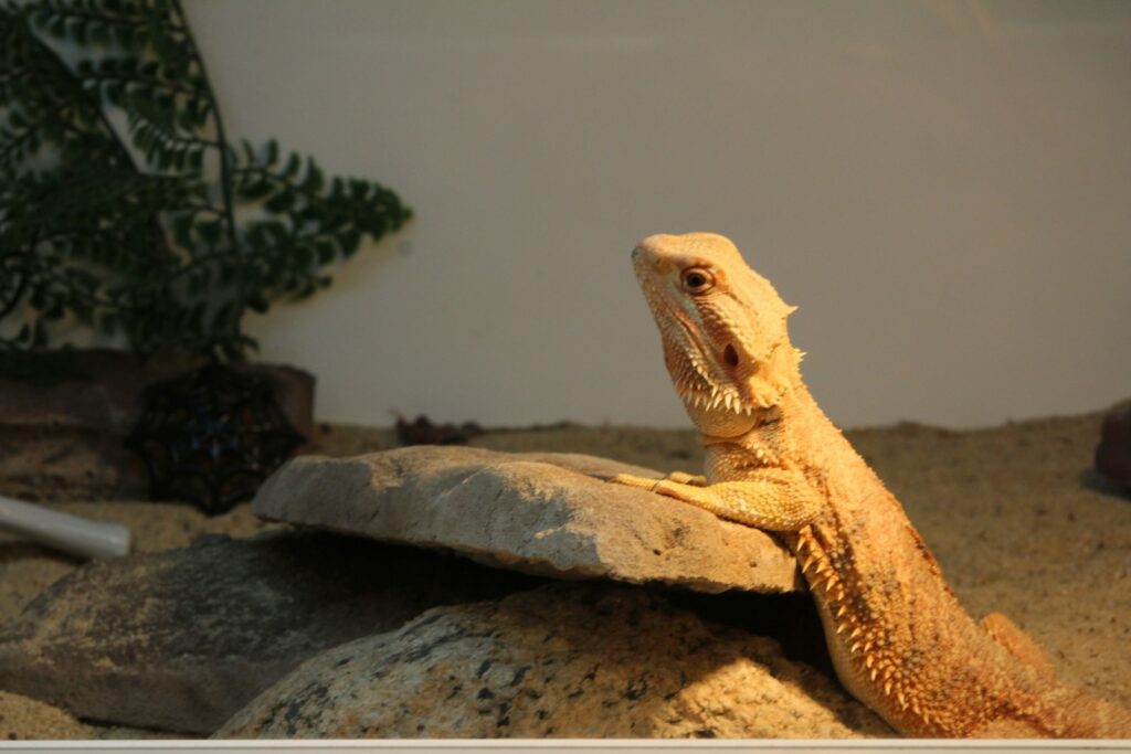 a close up of a lizard on a rock