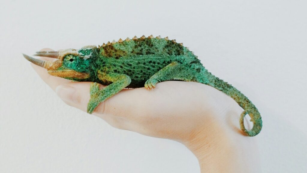 Close-up of a chameleon, with distinctive three horns and vibrant green scales, resting on a person's hand.