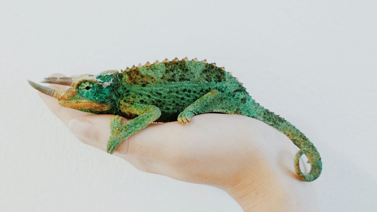 person holding green chameleon