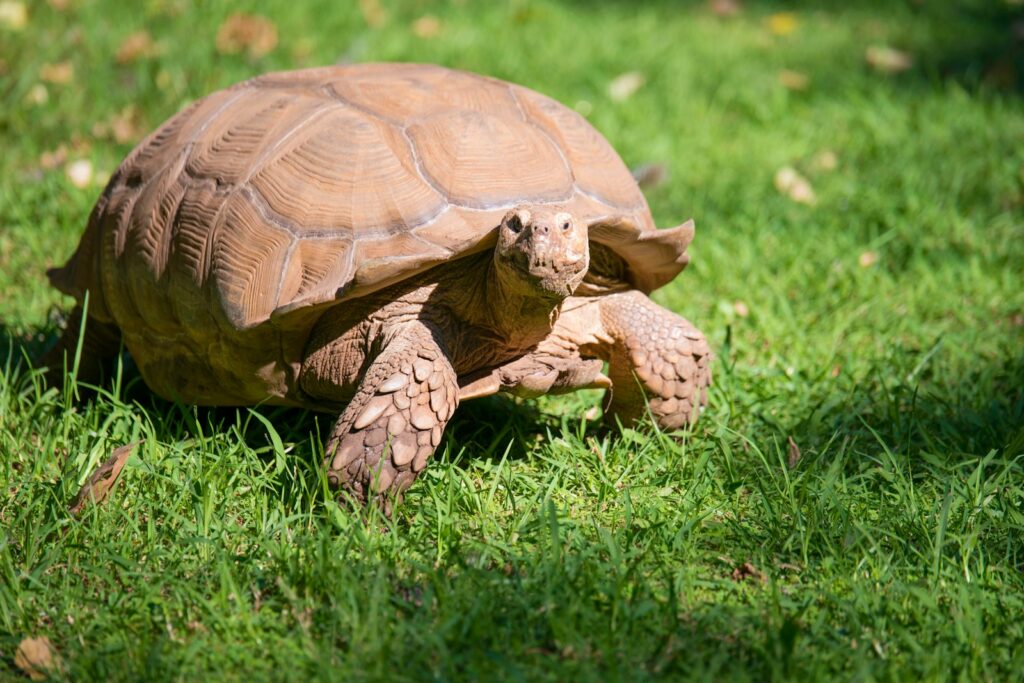 brown tortoise on lawn under sunny sky